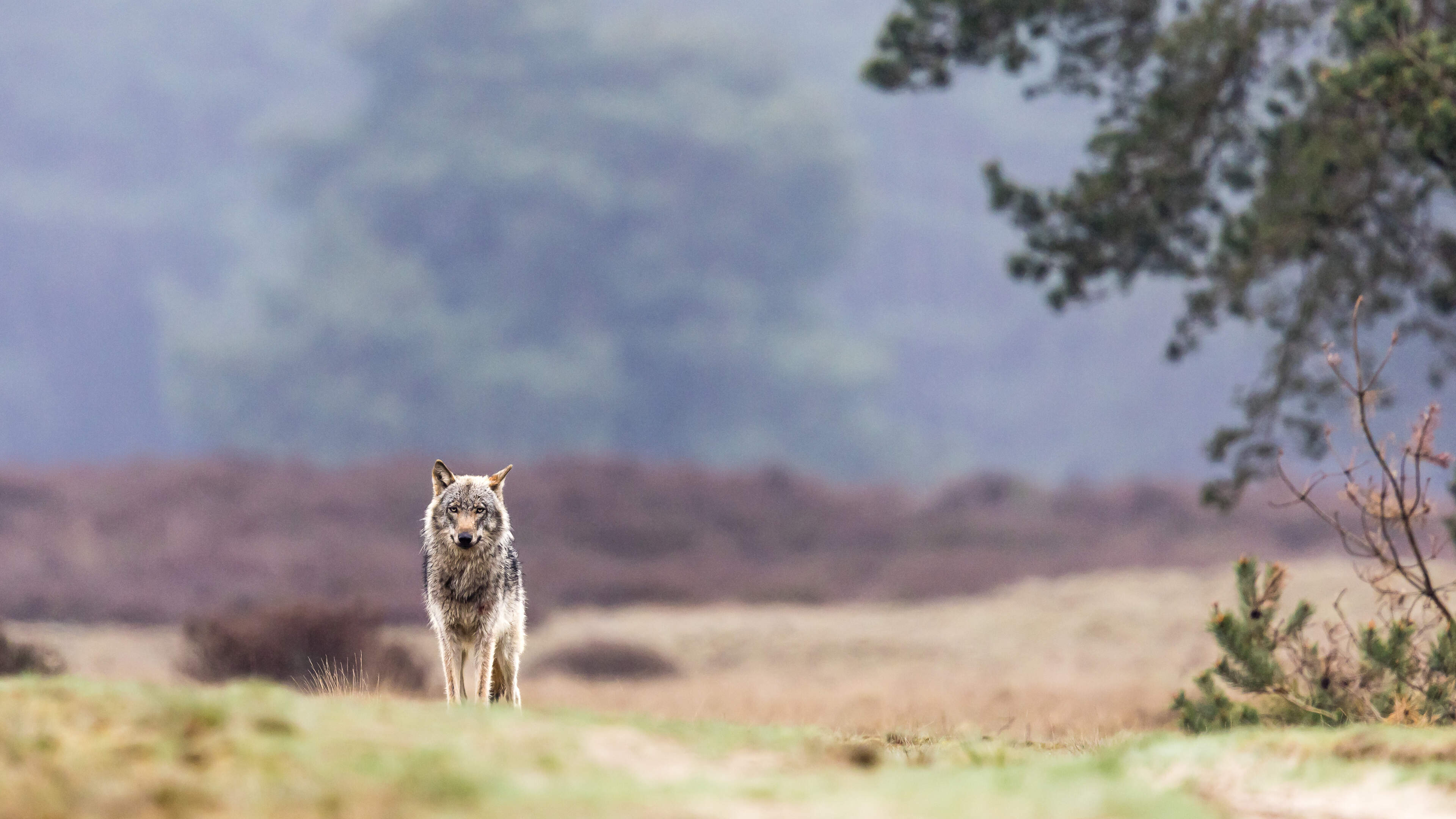 Zoekactie naar vermiste man (73) in Veluwe stilgelegd om aanwezige wolven